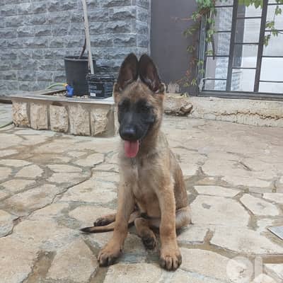 pure German Shepard and malinoix mix. Vaccinated.