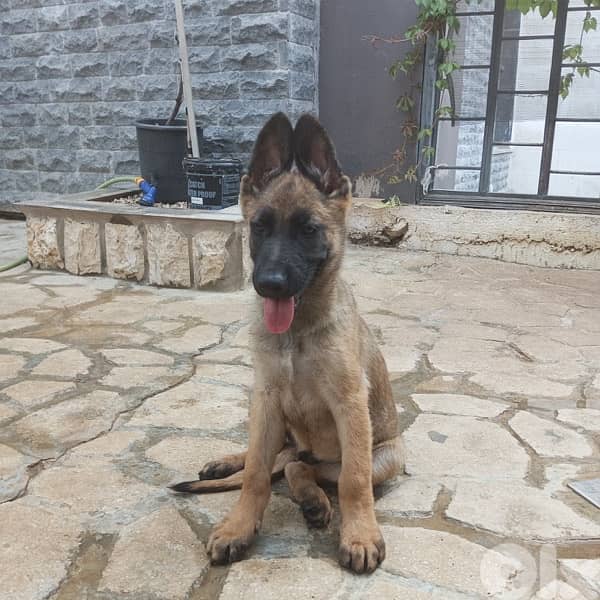 pure German Shepard and malinoix mix. Vaccinated. 0