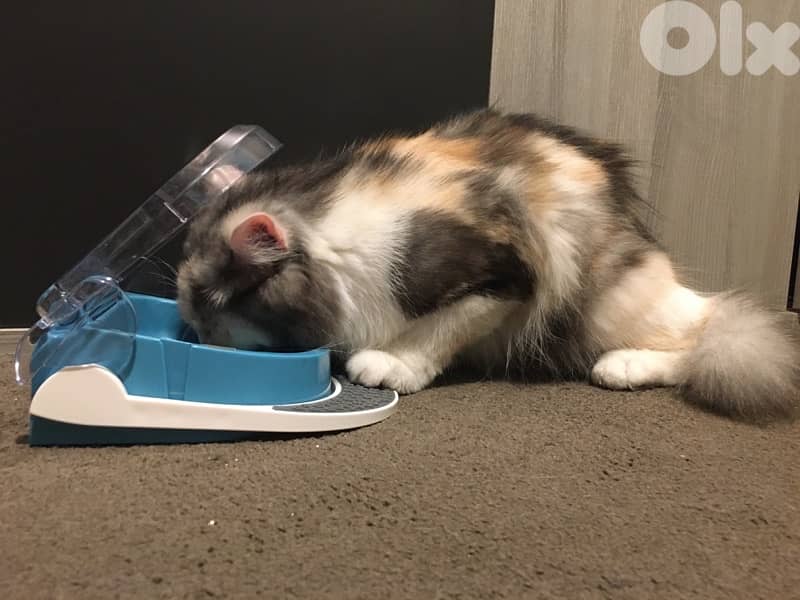 step and Feed 0
