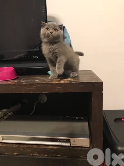 british short hair lilac &  straight pure kitten whatsapp +35799882157