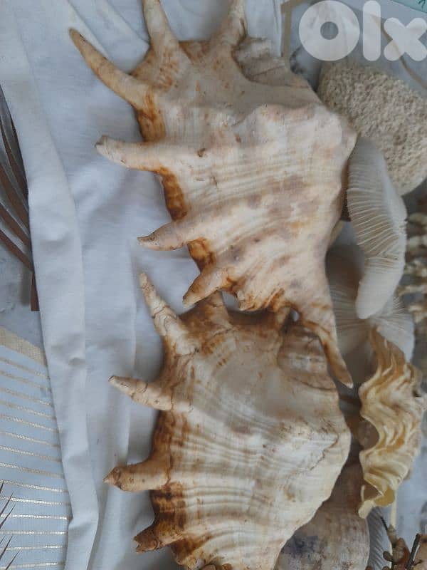 sea shells 0