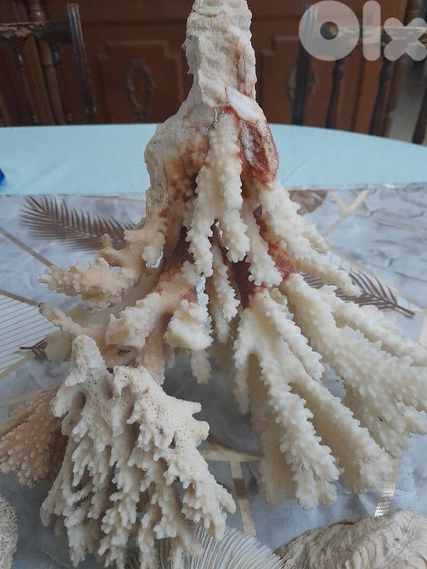 sea shells 3