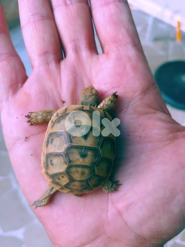 turtle 0