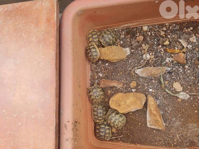 turtle 1