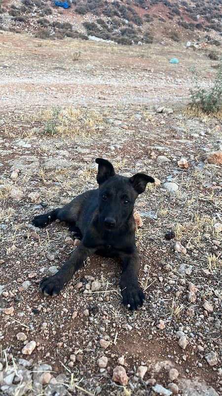 malinois 0