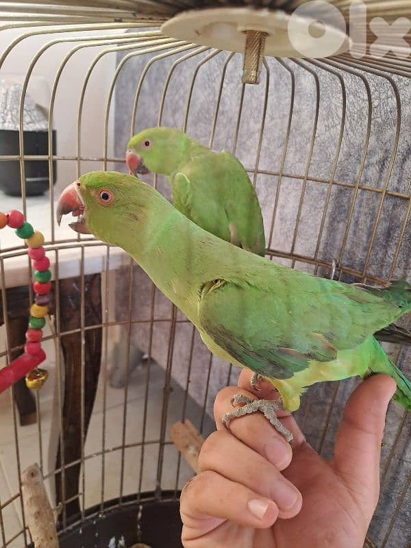 دوحة عرمون 2