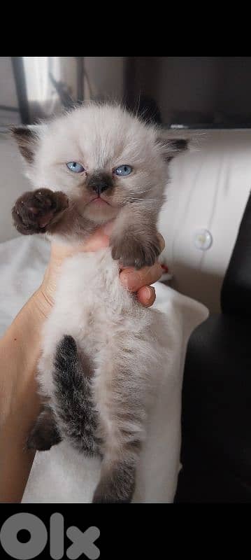 cutest cats