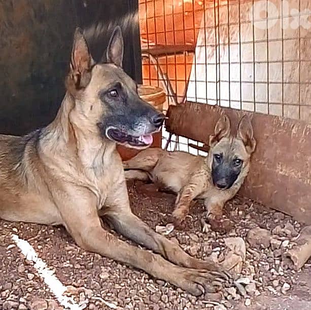 female puppy / ماخدة تدريب طاعة come, sit, down, up, sleep, shakehand 0