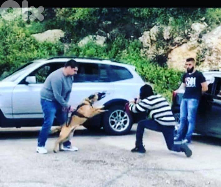 dog training in house 0
