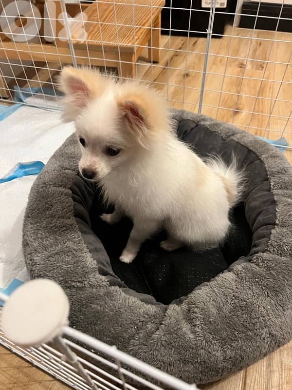 half pomernian half speetz dog 0
