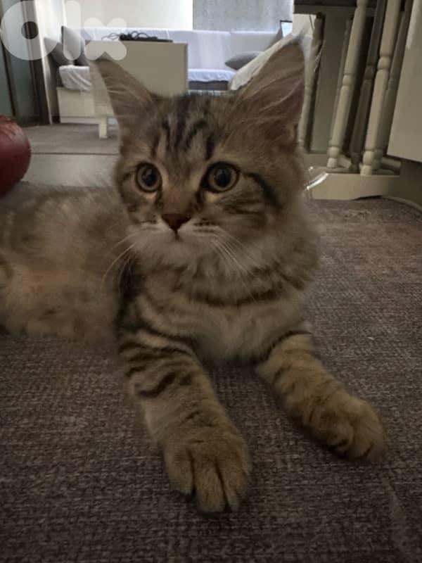 For Adoption 4