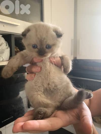 Scottish fold and British