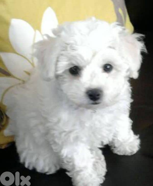 bichon maltais 0