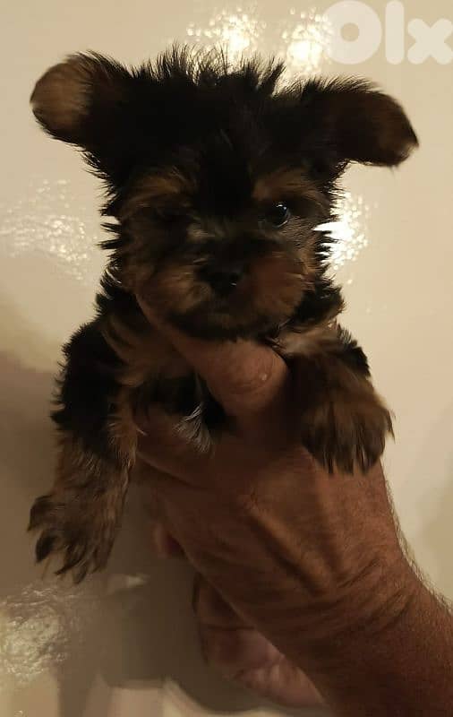 yorkshire mini 0