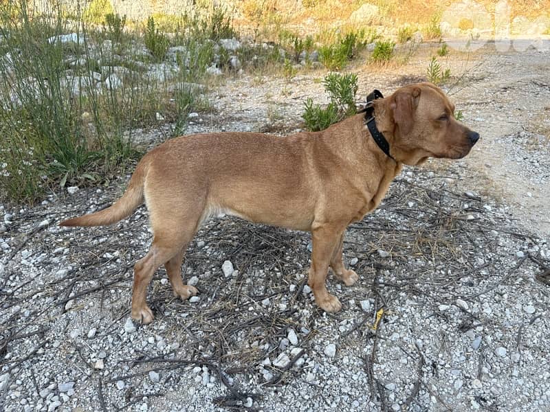 Trained Labrador for Adoption 0
