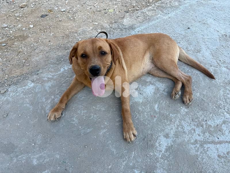 Trained Labrador for Adoption 1