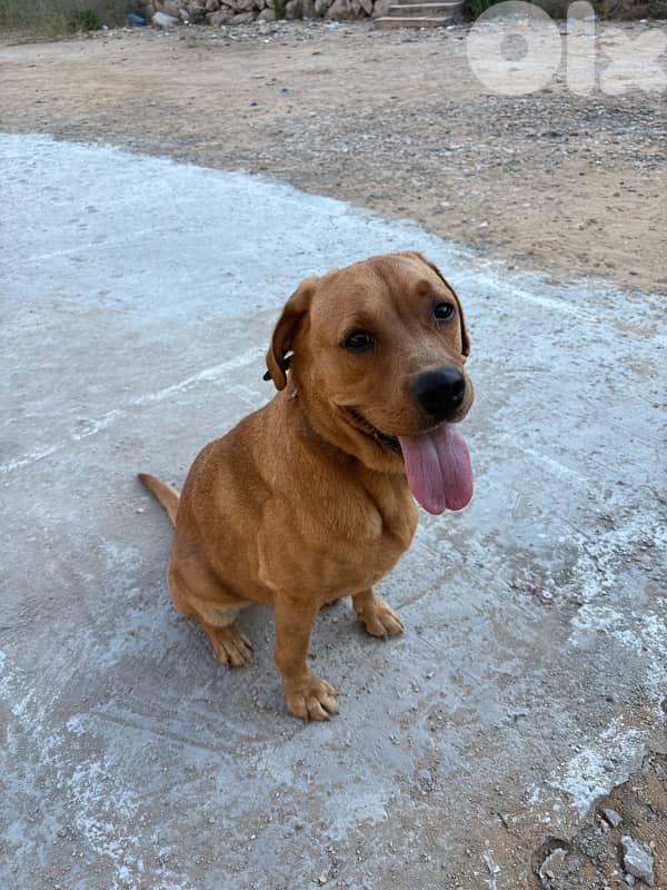 Trained Labrador for Adoption 2