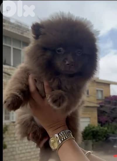pomaranian puppy