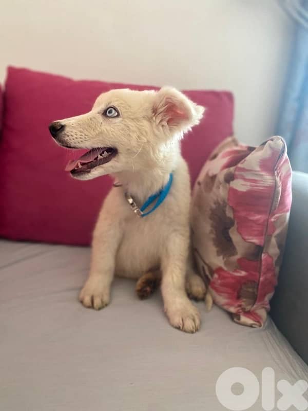 Husky for adoption 0