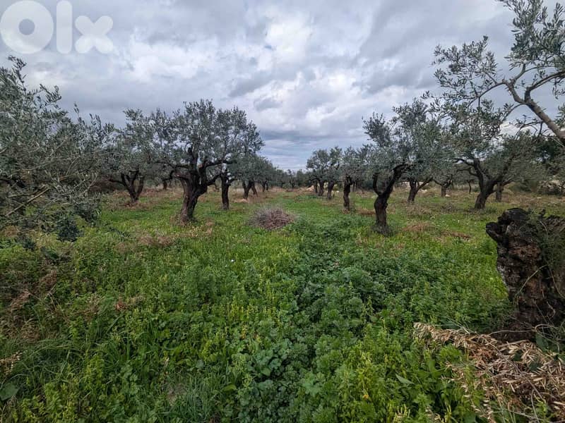 Land For Sale In Berbara | Open View | أرض للبيع | PLS 26246 9