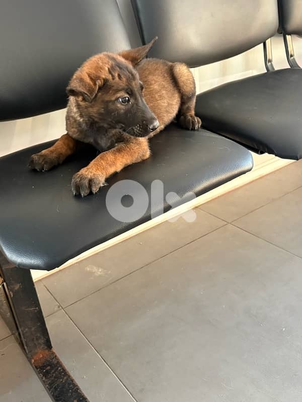 Malinois 1
