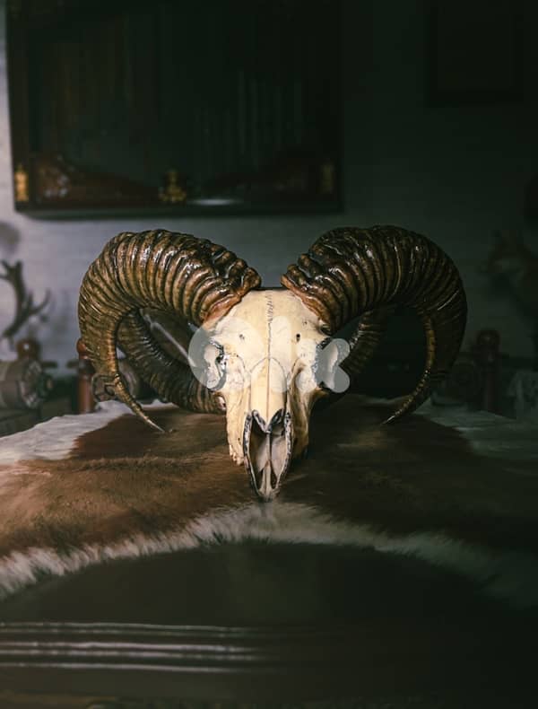 قرنين mouflon 0