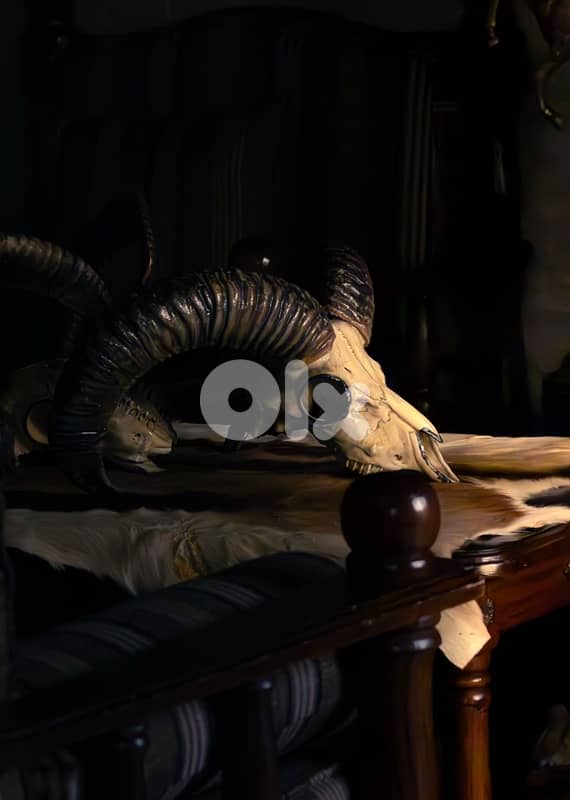 قرنين mouflon 2
