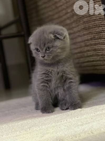 Premium Scotish fold Kitten