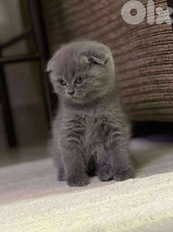Premium Scotish fold Kitten 0