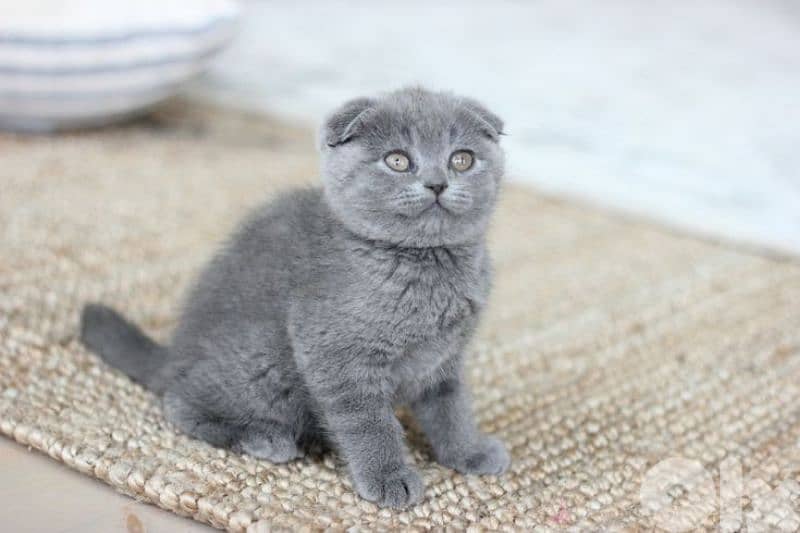 Premium Scotish fold Kitten 1