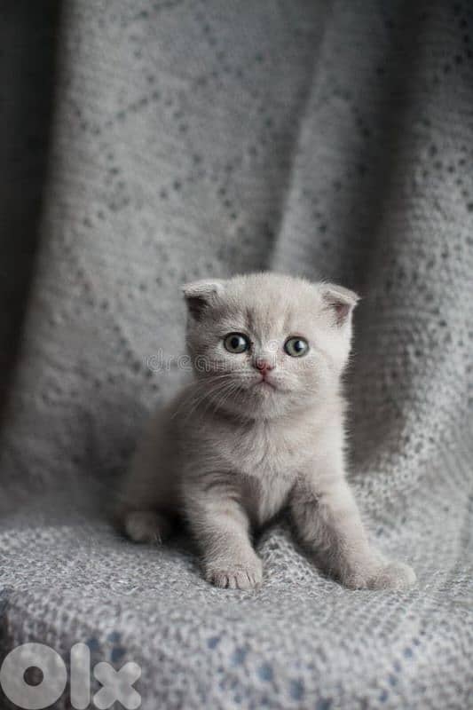 Premium Scotish fold Kitten 3