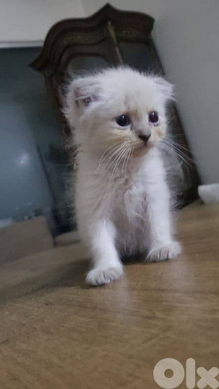 كيتين سكوتش وهيمالايا 1