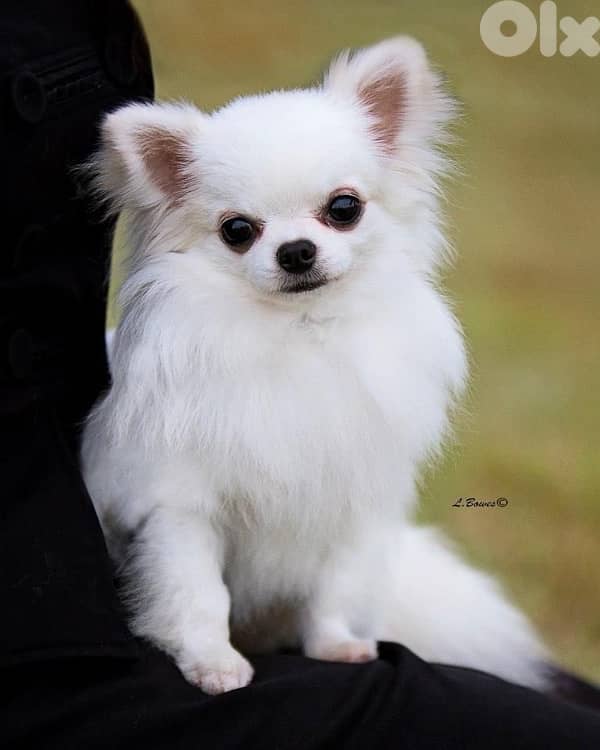 chihuahua puppies 0
