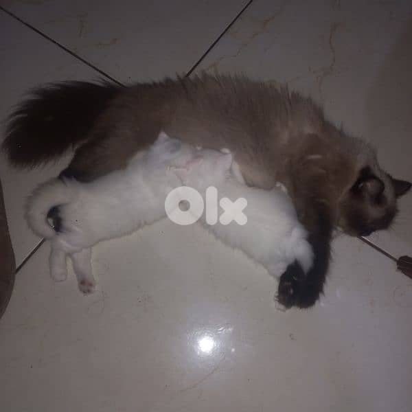 cat waite color 3