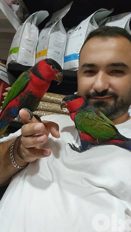 Black-capped lory 0