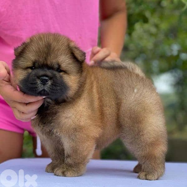 The Brown Chow Chow in store! Puppies- dog كلاب 0