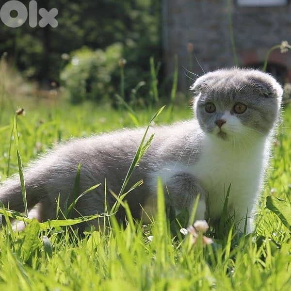 Scottish fold kitten Tom Cat White and Grey 0