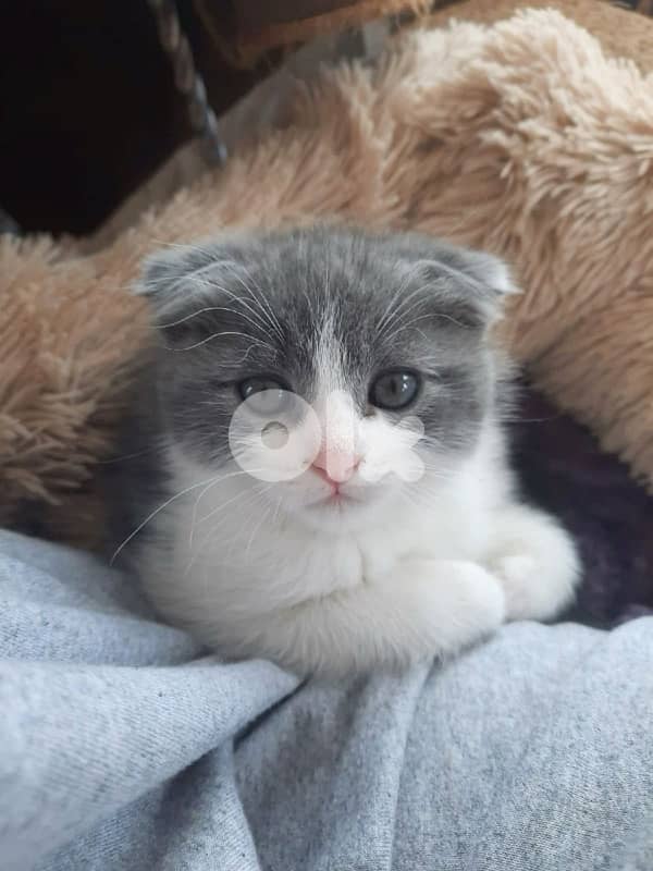 blue and white scottish fold kitten 0