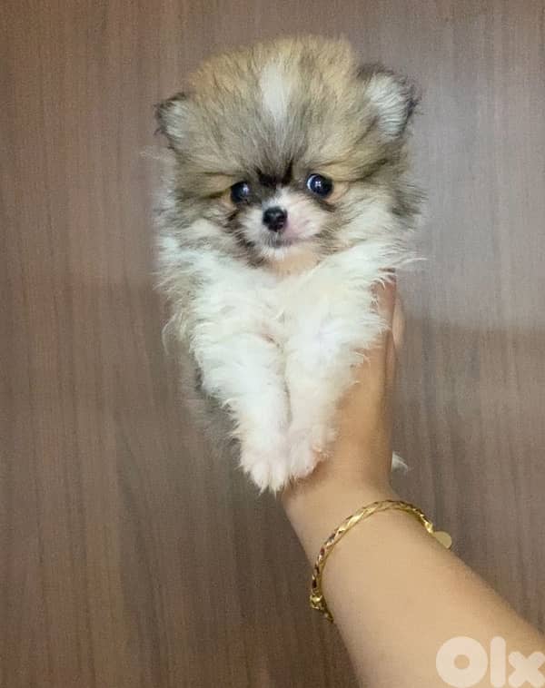 Imported Pomeranian Teacup puppy 0