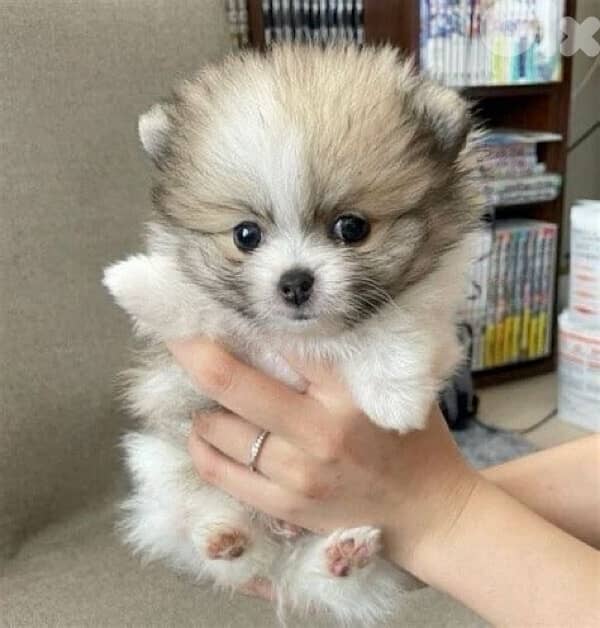 Teacup Pomeranian imported 0