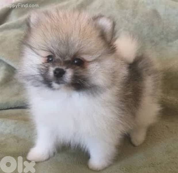 Pomeranian Imported Teacup Delivery 0