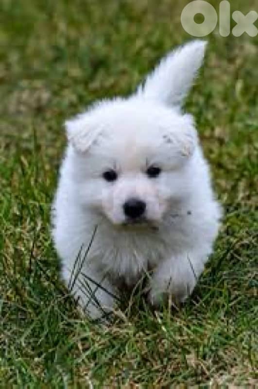 white shepherd 0