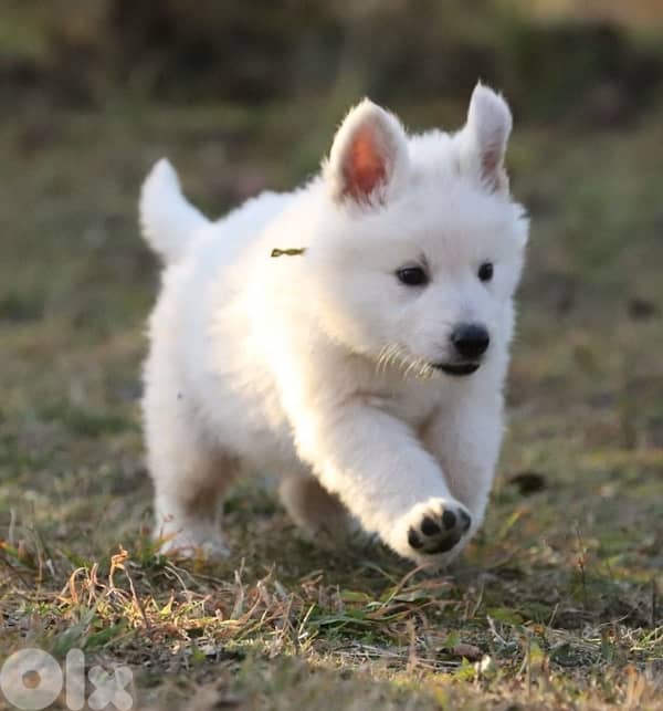 white shepherd 1