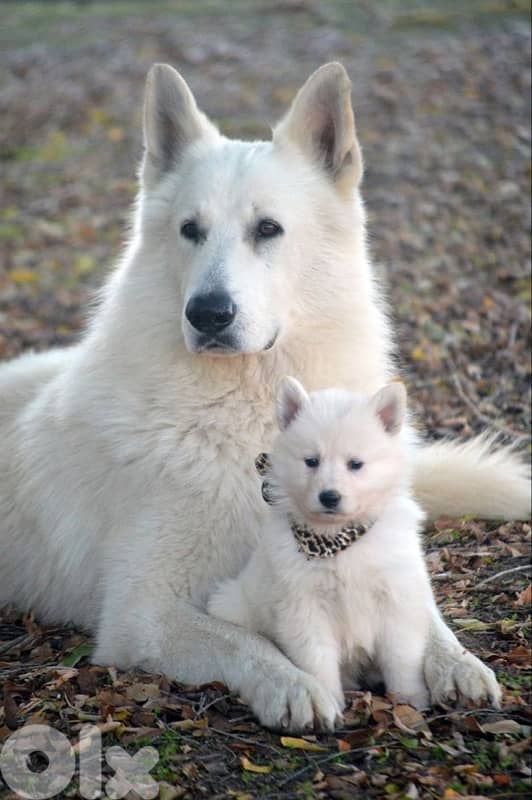 white shepherd 2