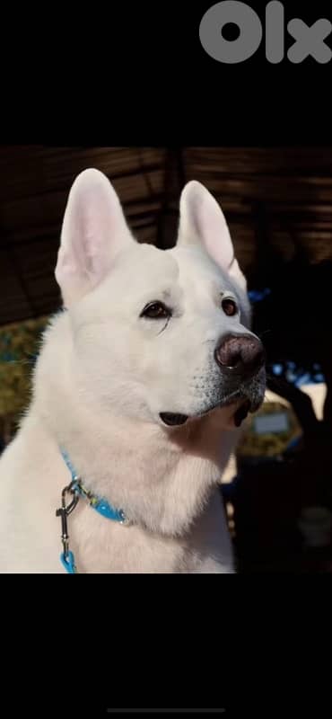 white shepherd 3
