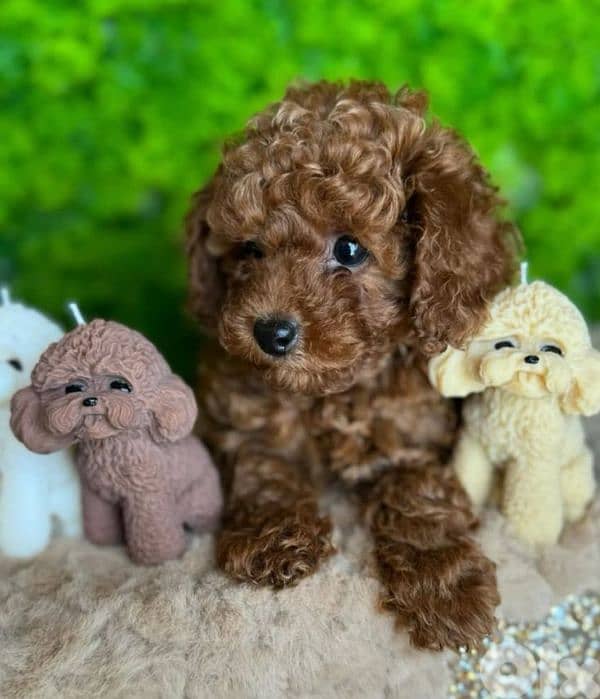Small Poodle Puppies Available now/ dog كلاب delivery 0