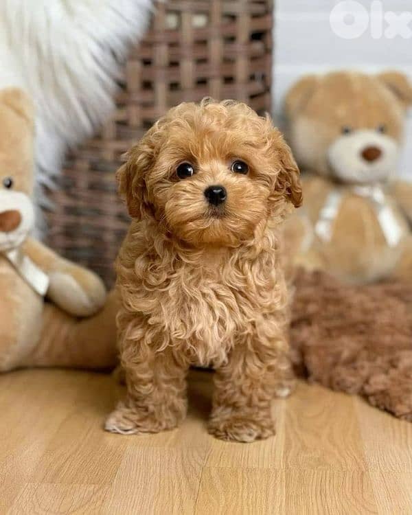 Toy Maltipoo Small Puppies/ dog كلاب delivery 0