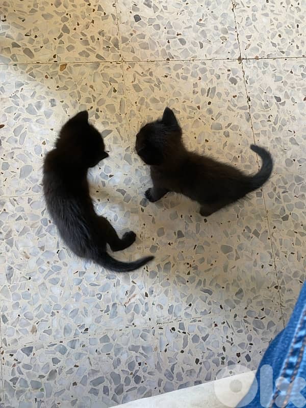 British 3 kitten black 2