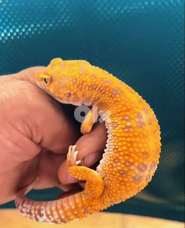 leopard gecko 0