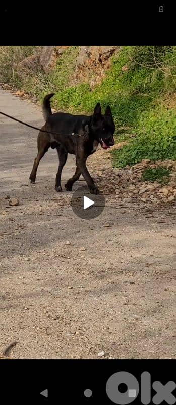 Dutch shepherd puppy age 1 year vaccinated and Al little bit trained 2